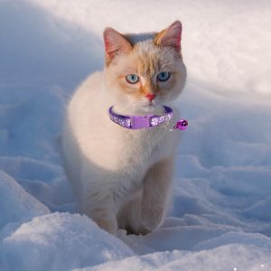 Cat Collar with Bell, Breakaway Grid Collar with Plastic Buckle, Light Adjustable, Nylon, Kitty Collars