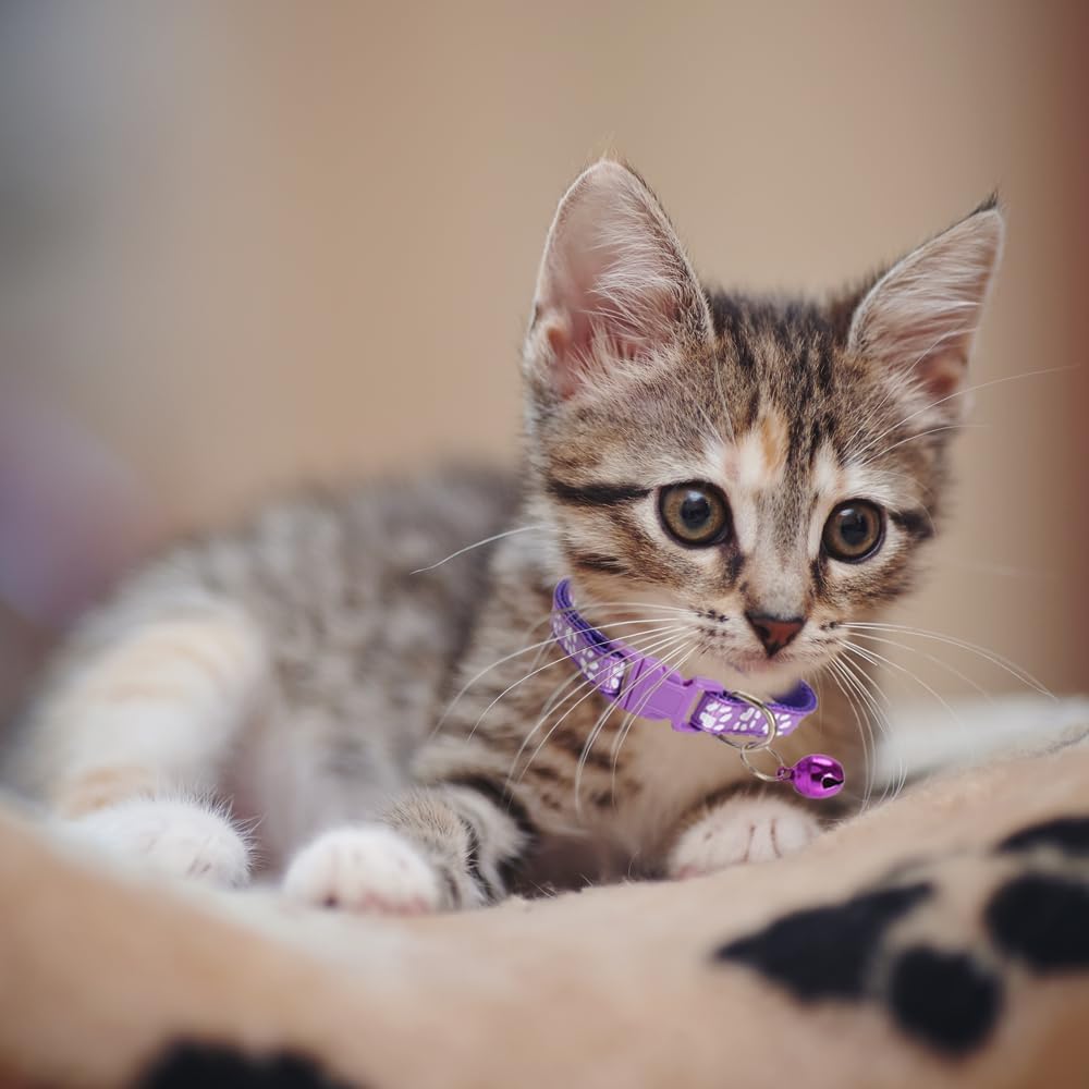 61yeJa6C7ML._AC_SL1000_